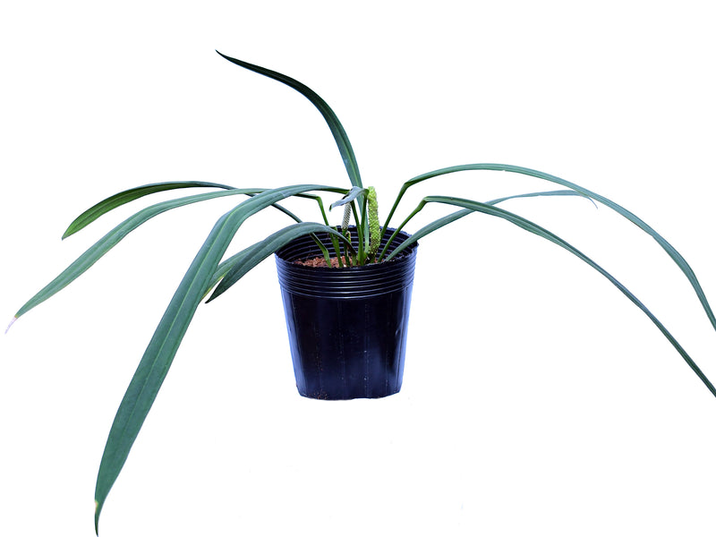 Anthurium perangustum cf
