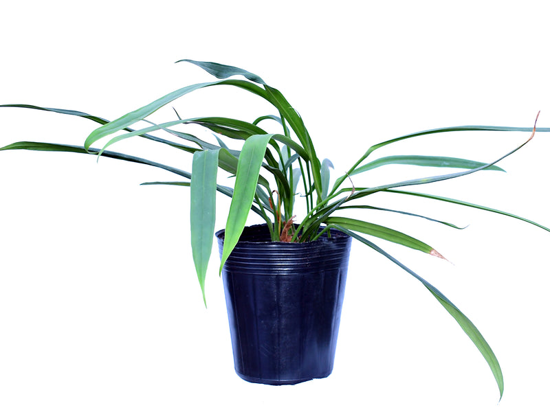 Anthurium perangustum cf