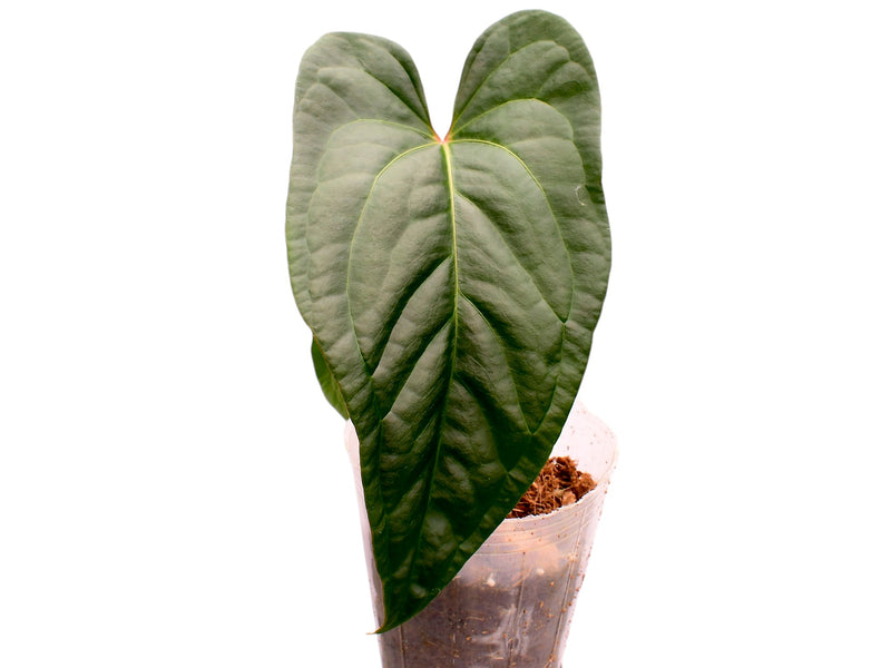 Anthurium pinkleyi 'Gigi' x Anthurium Lavinia