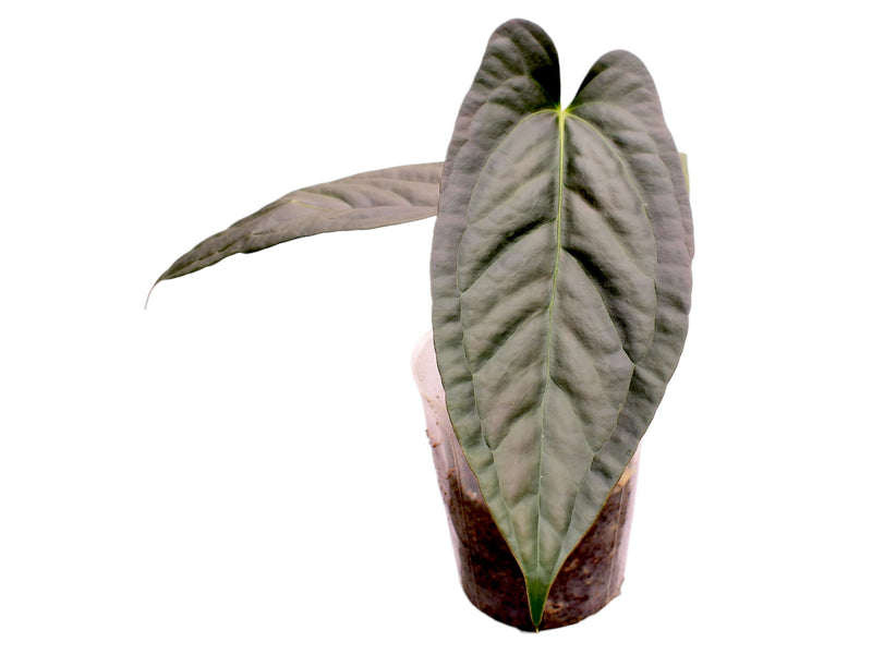 Anthurium pinkleyi 'Gigi' x Anthurium Lavinia