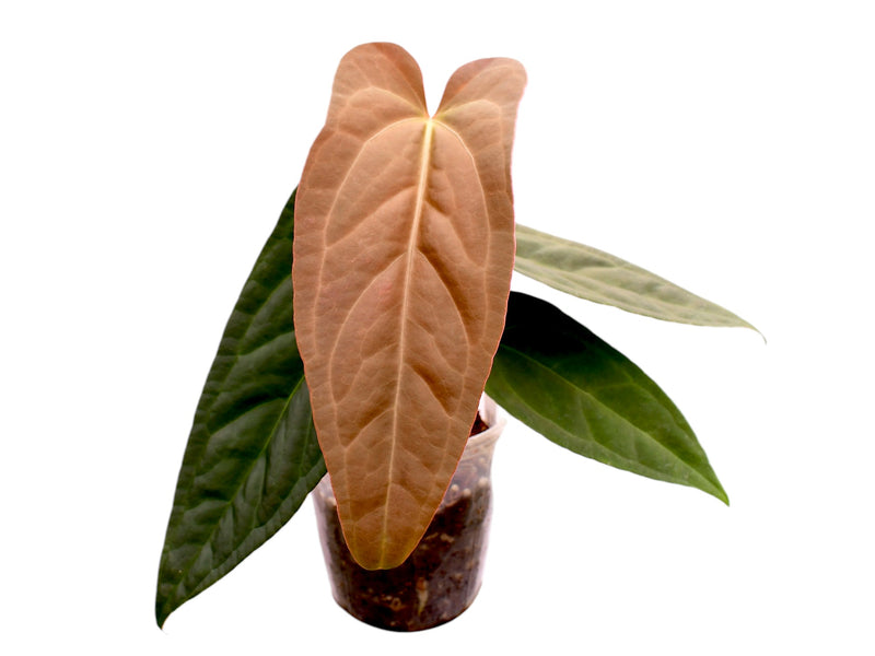Anthurium pinkleyi 'Gigi' x Anthurium Lavinia