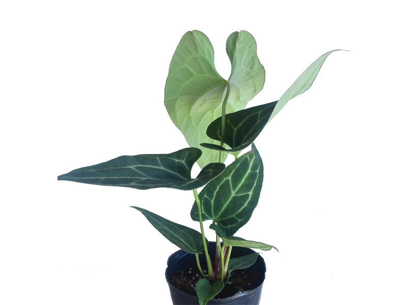 Anthurium pinkleyi Hibrido x Anth. crystallinum