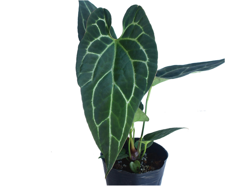 anthurium geneticamente modificado Anthurium pinkleyi Hibrido x Anth. crystallinum