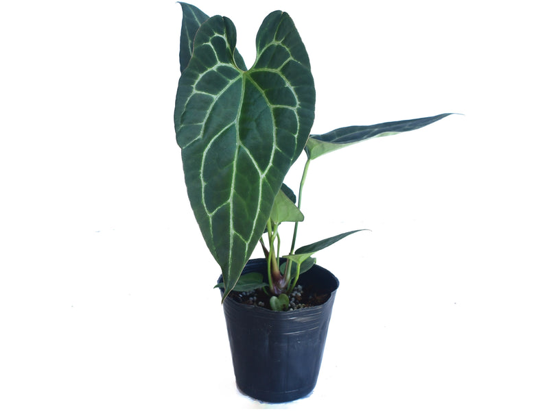 anthurium clarinervium x crystallinum Anthurium pinkleyi Hibrido x Anth. crystallinum
