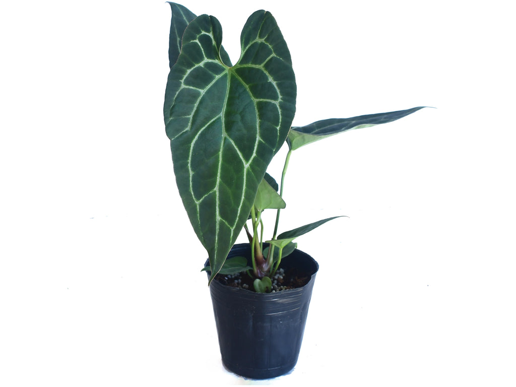 Anthurium_pinkleyi_Hibrido_x_A