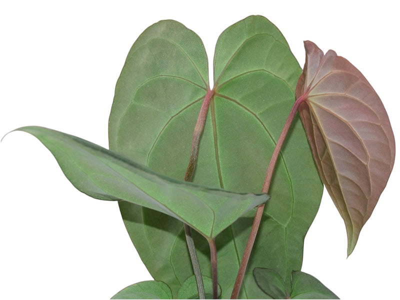 anthurium pinkleyi Anthurium pinkleyi Hibrido x Anth. crystallinum x (Anth. Fantasy) (rec.)