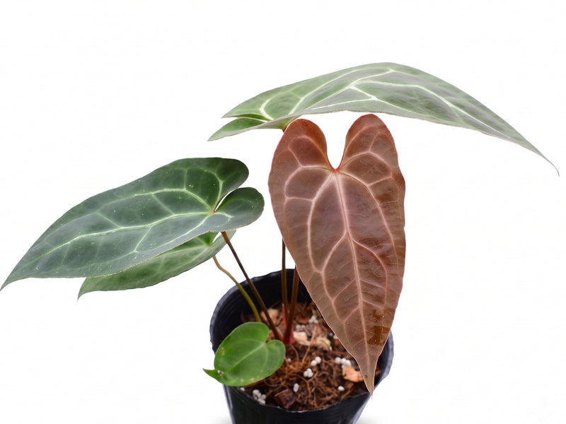 Anthurium pinkleyi Hibrido x Anth. crystallinum x (Anth. Eureka)