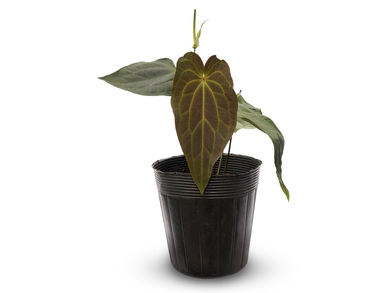 Anthurium pinkleyi Hibrido x Anth. crystallinum x (Anth. Lightning)
