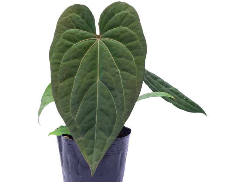 Anthurium pinkleyi Hibrido x Anth. crystallinum x (Anth. Fantasy)