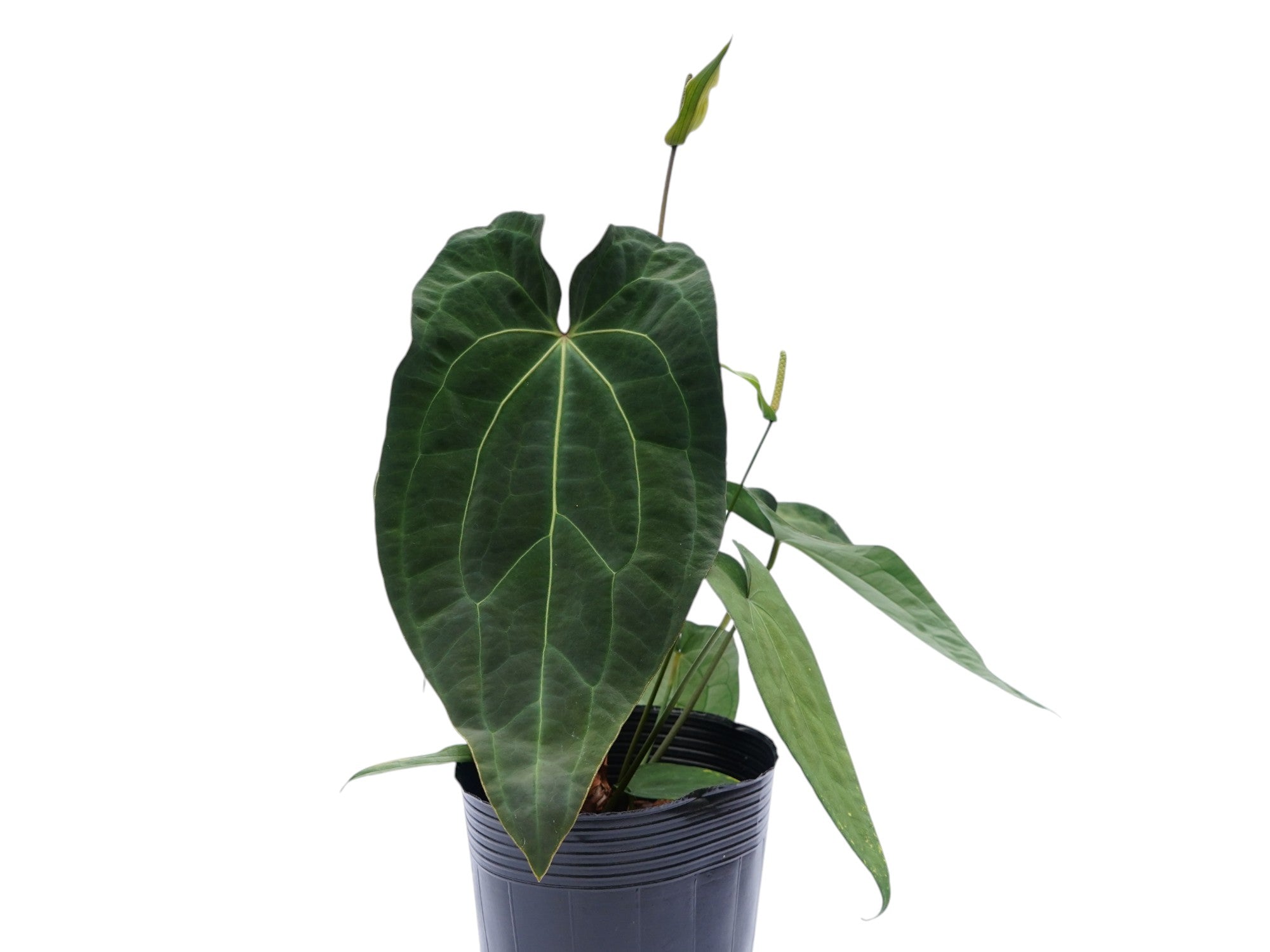 anthurium huegelii marie Anthurium pinkleyi Hibrido x Anth. crystallinum x (Anth. Lightning) —  Ecuagenera Orquídeas del Ecuador