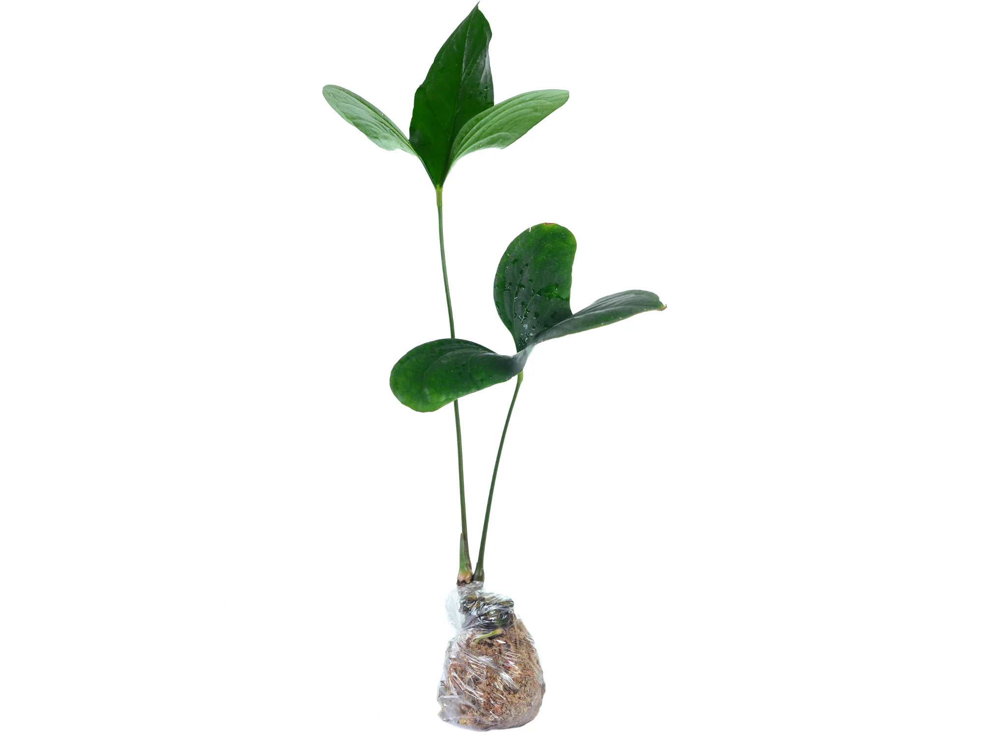 Anthurium pinkleyi — Ecuagenera Orquídeas del Ecuador