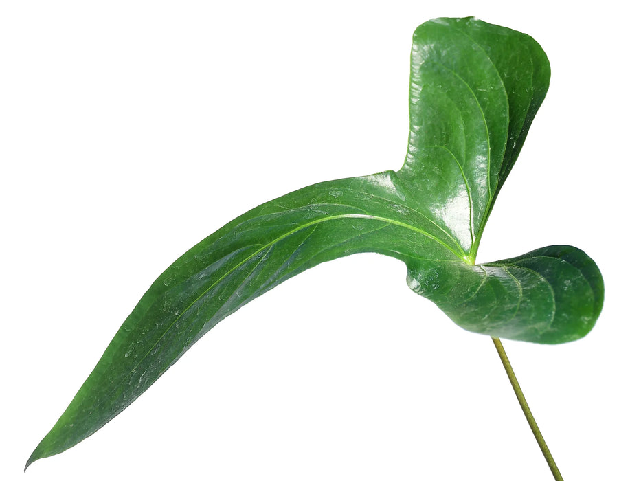 Anthurium pinkleyi