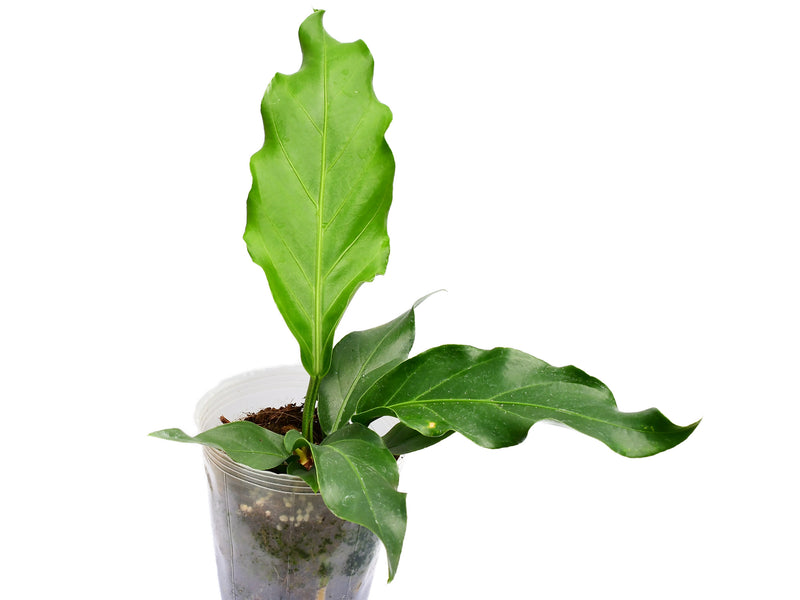 anthurium plowmanii price philippines Anthurium plowmanii — Ecuagenera Orquídeas del Ecuador