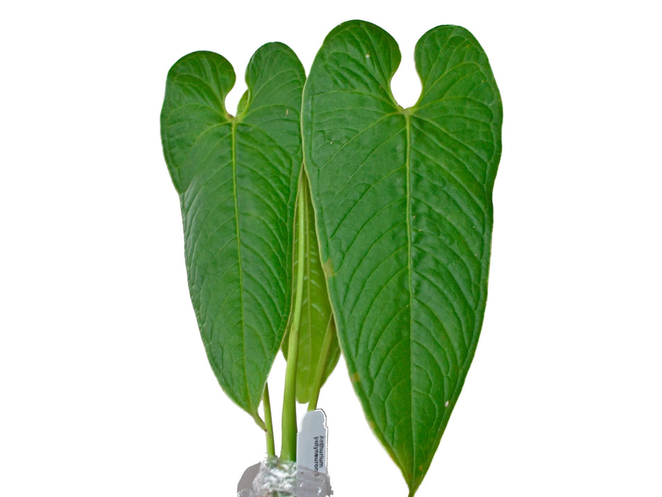 Anthurium polyneuron 3