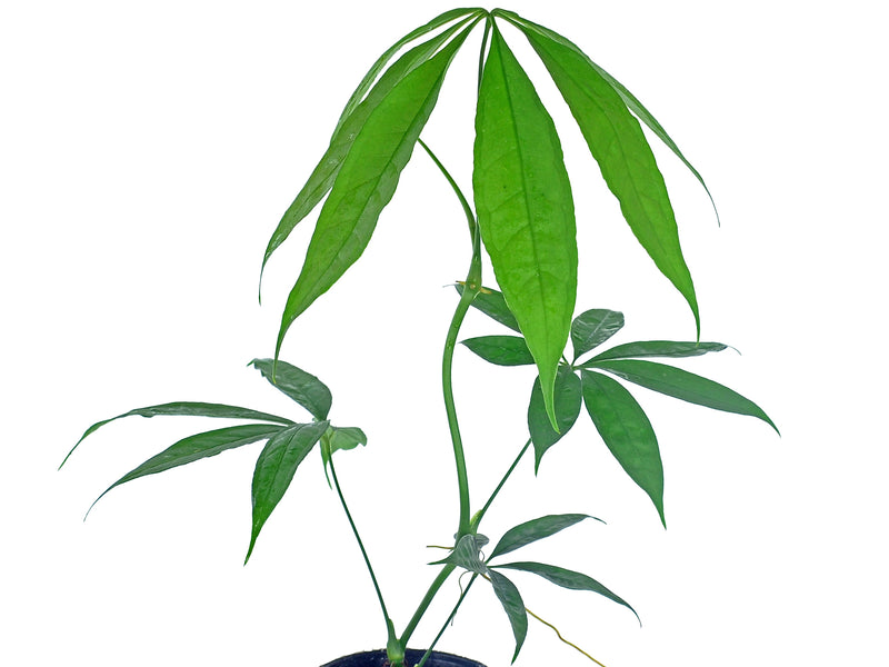 Anthurium polyschistum 1