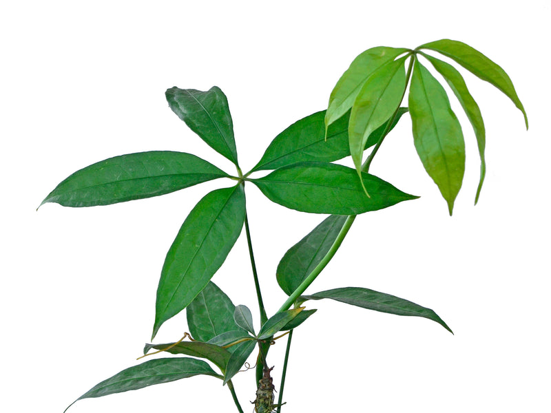 Anthurium polyschistum 1