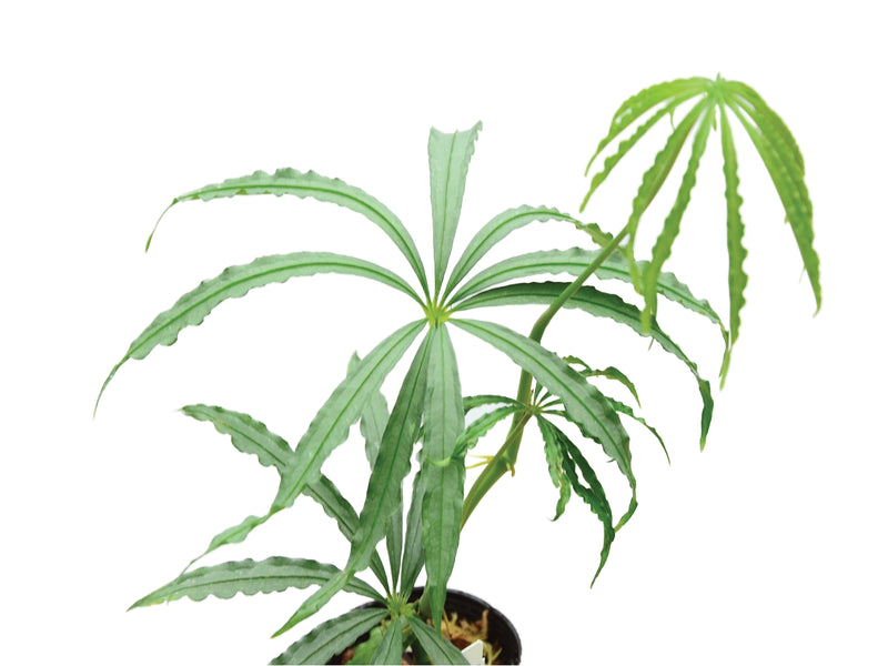 Anthurium polyschistum