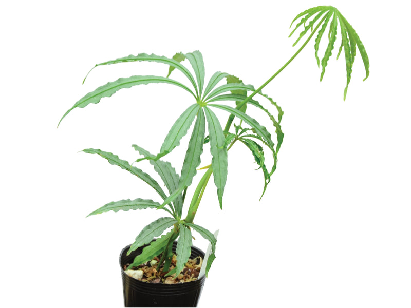 Anthurium polyschistum