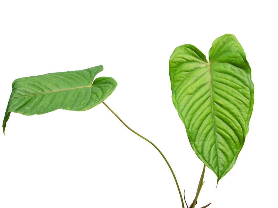 Anthurium propinquum (medium)