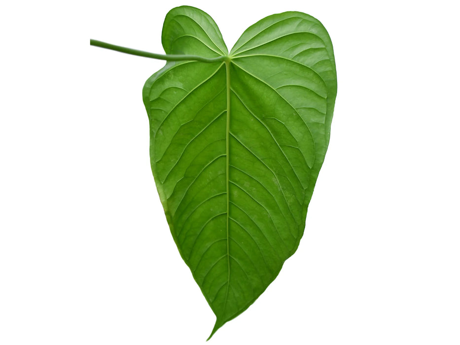 Anthurium propinquum