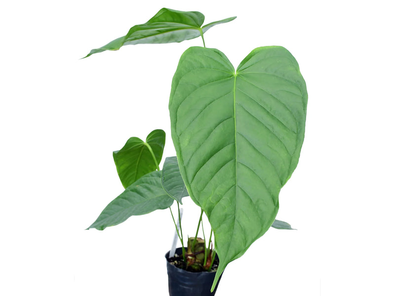 philodendron propinquum Anthurium propinquum