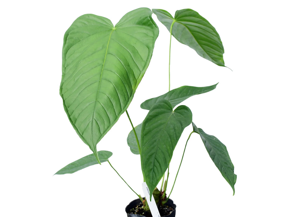 Anthurium propinquum