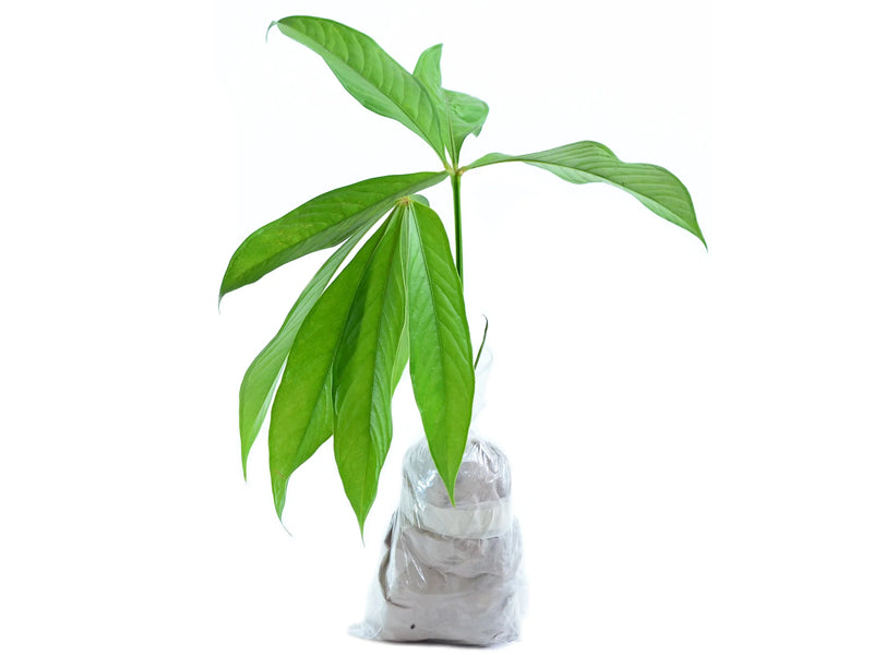 anthurium pseudoclavigerum Anthurium pseudoclavigerum