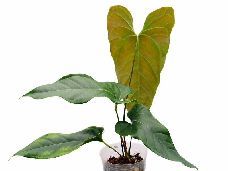Anthurium pucayacuense cf. x Anth. besseae aff