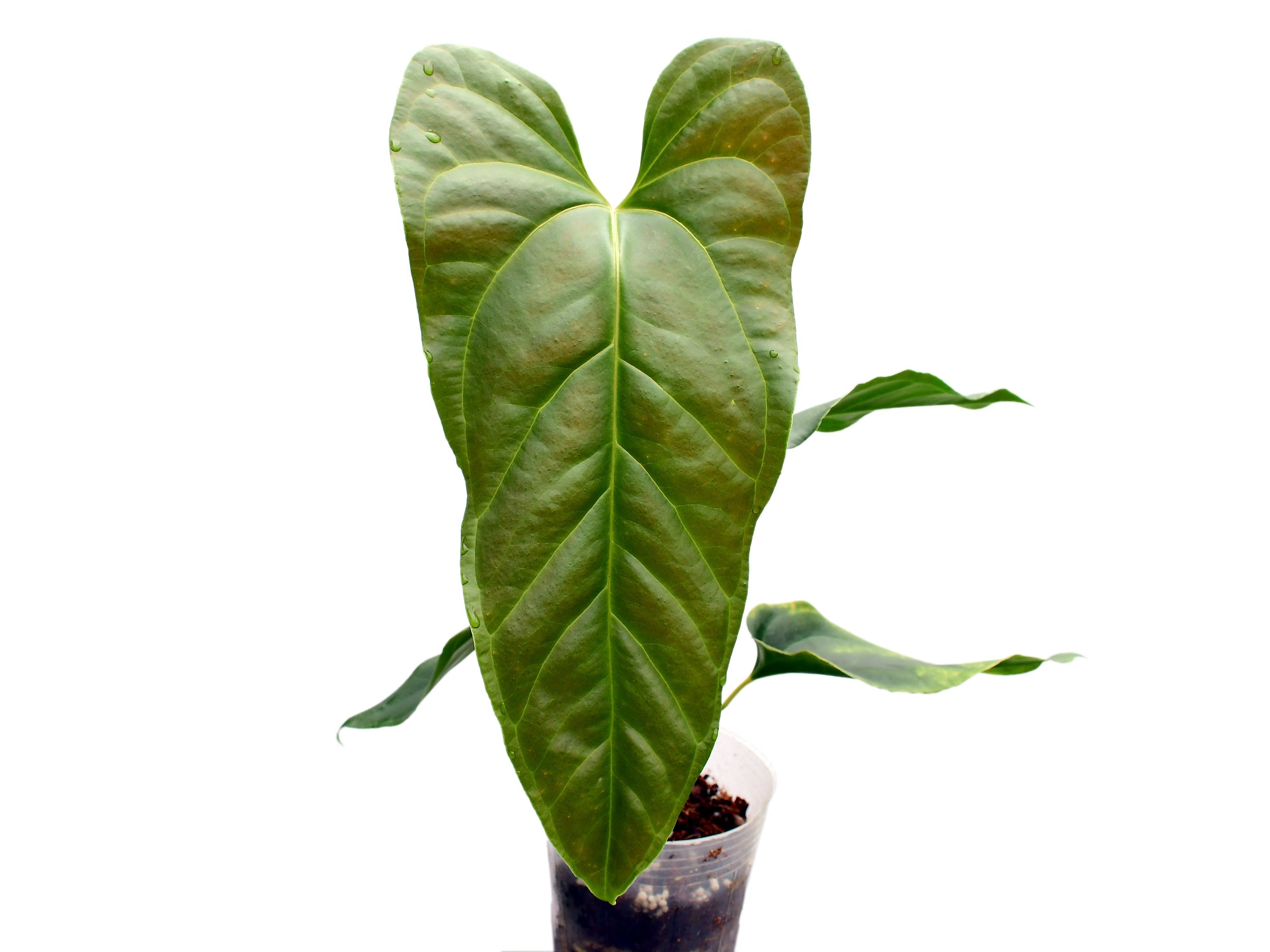 Anthurium pucayacuense cf. x Anth. besseae aff