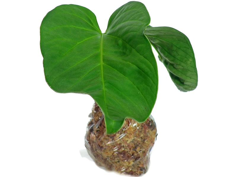 Anthurium pulcachense — Ecuagenera Orquídeas del Ecuador