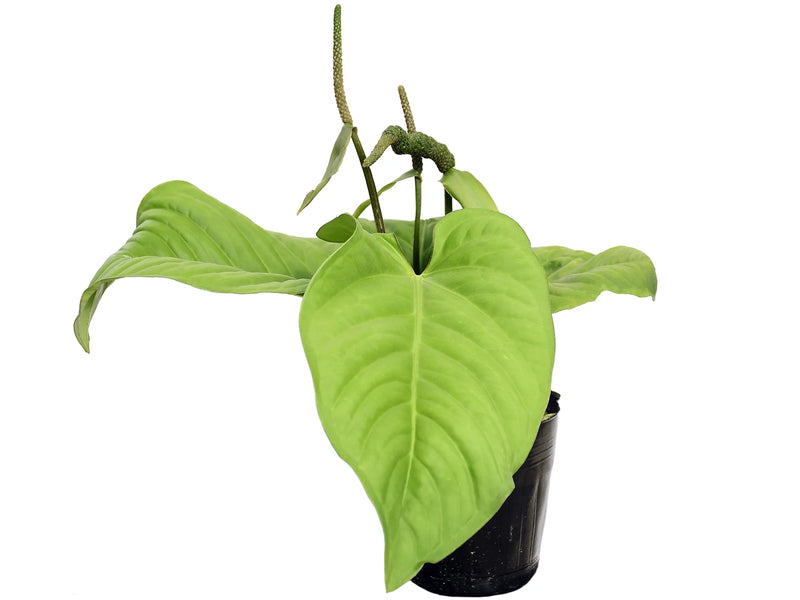 Anthurium pulcachense アンスリウム　プルカチェンセ　52 Anthurium pulcachense — Ecuagenera Orquídeas del Ecuador