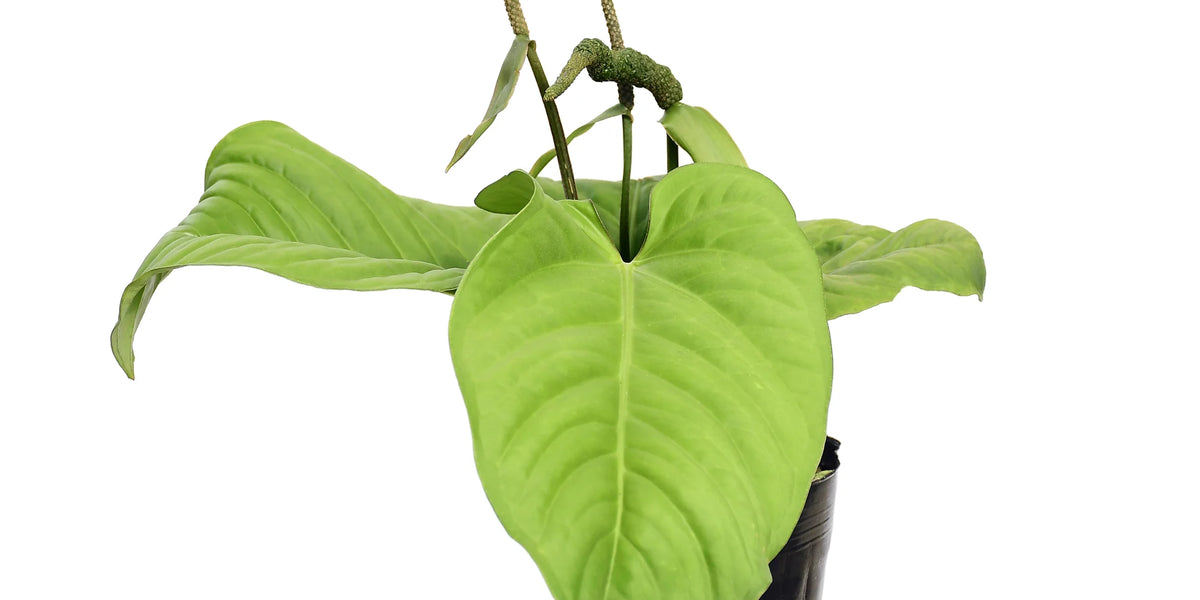 anthurium ernestii Anthurium pulcachense
