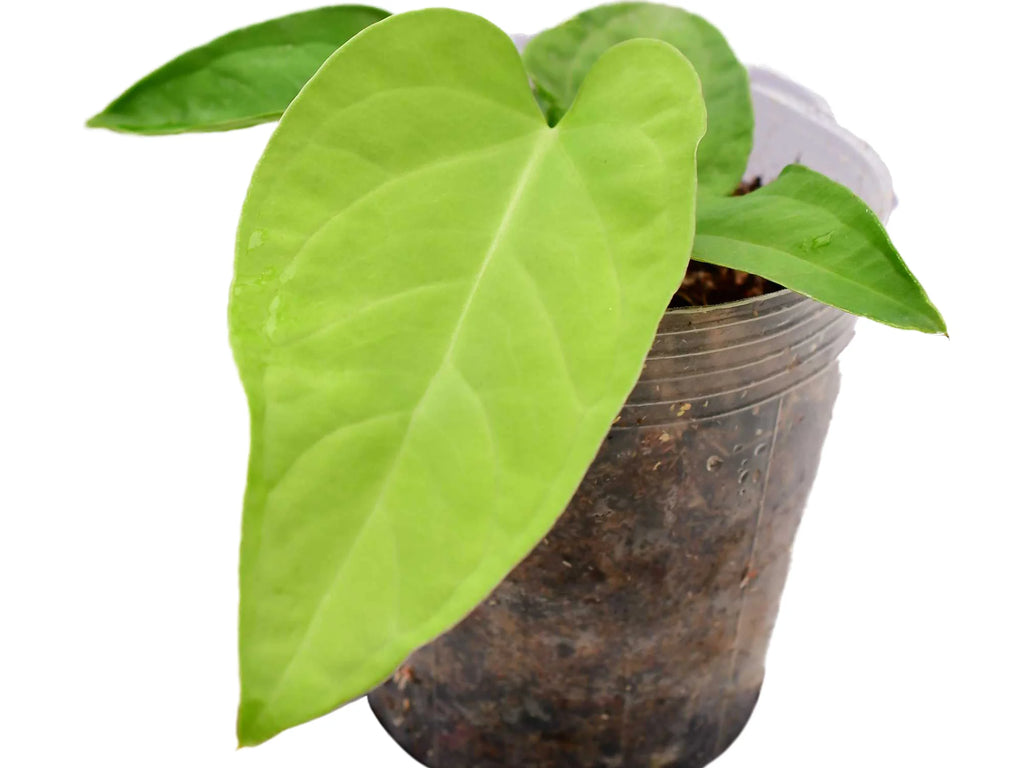 Anthurium pulcachense (seedling) — Ecuagenera Orquídeas del Ecuador
