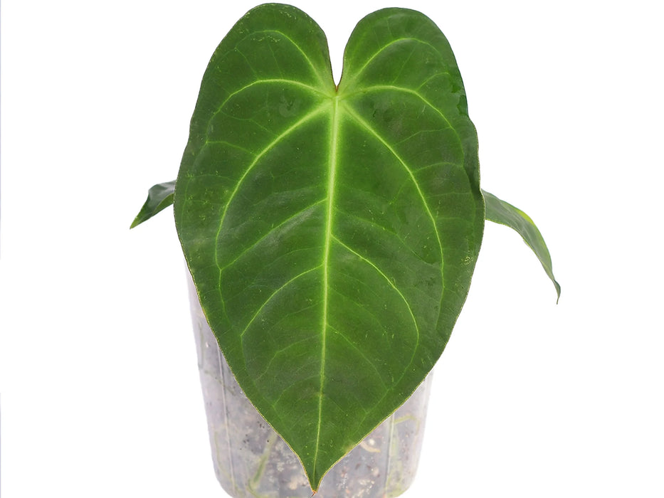 Anthurium pulcachense x Anthurium forgetii