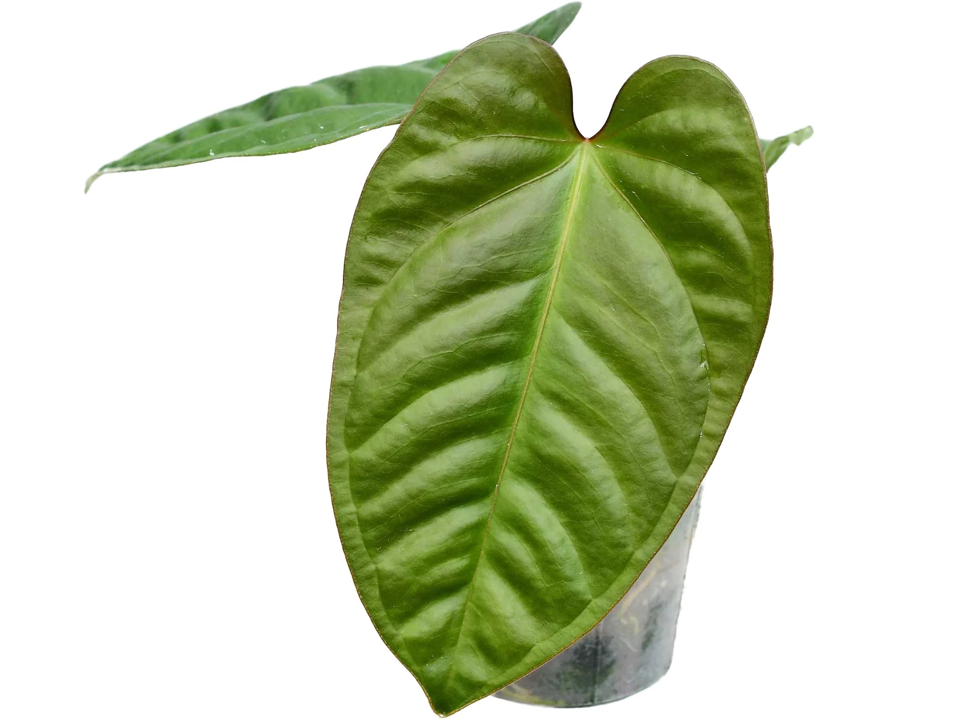 anthurium pulcachense Anthurium pulcachense x Anthurium recavum
