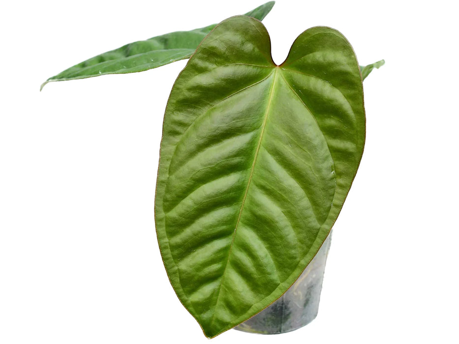 Anthurium pulcachense x Anthurium recavum