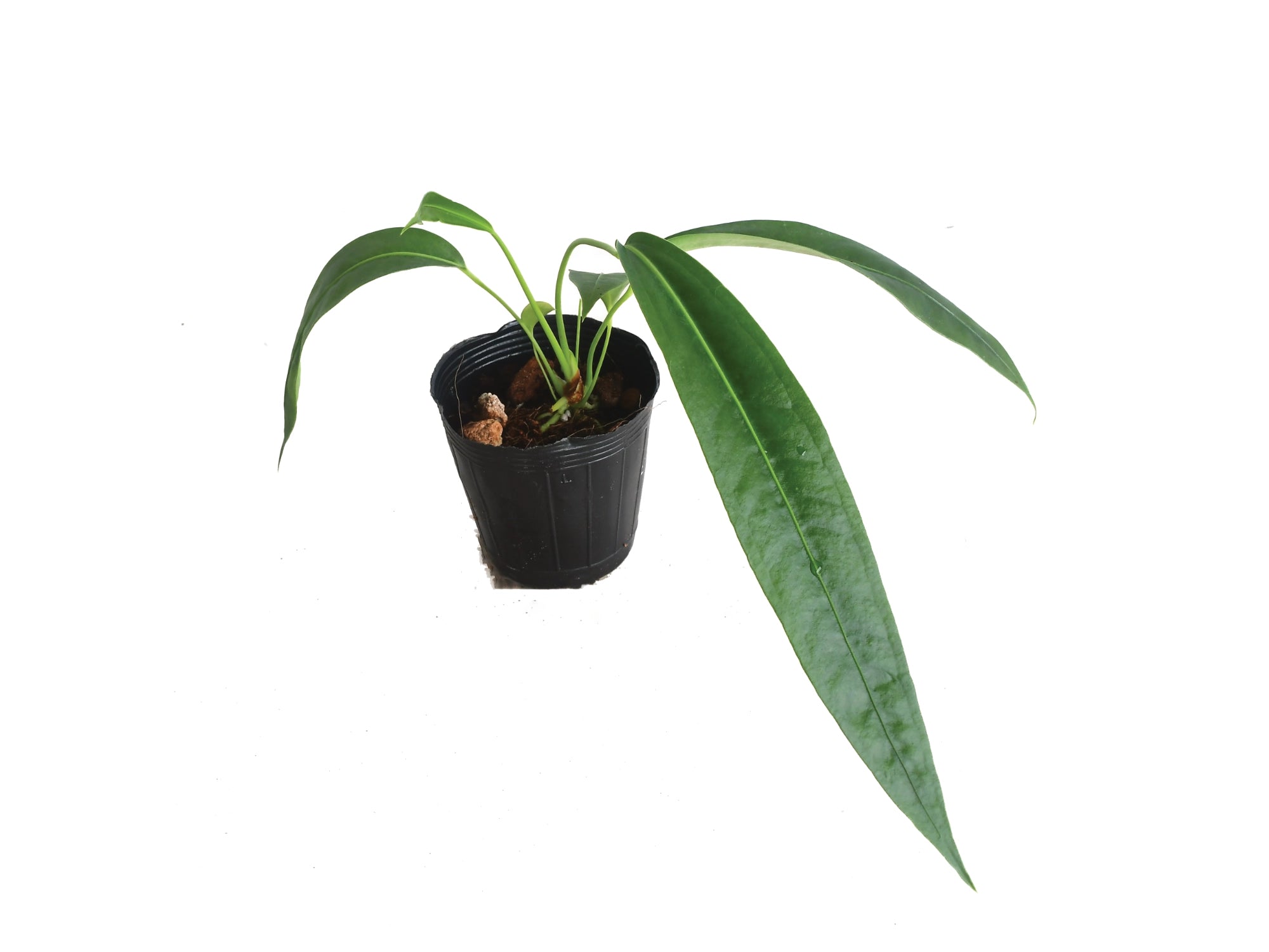 Anthurium punctatum (seedling) — Ecuagenera Orquídeas del Ecuador