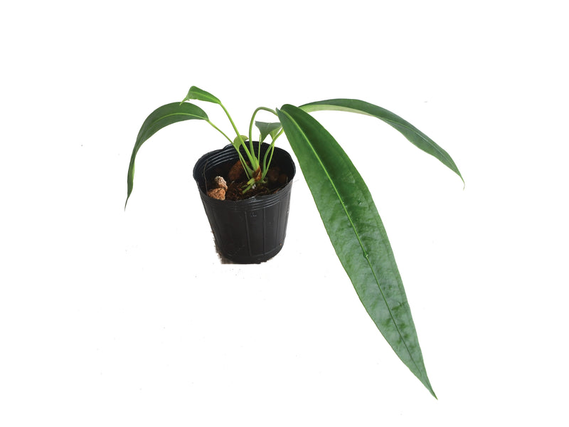 anthurium seedling Anthurium punctatum (seedling)