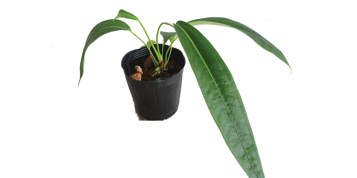 anthurium punctatum Anthurium punctatum (seedling)