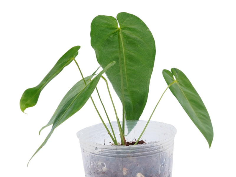 Anthurium queremalense (medium)