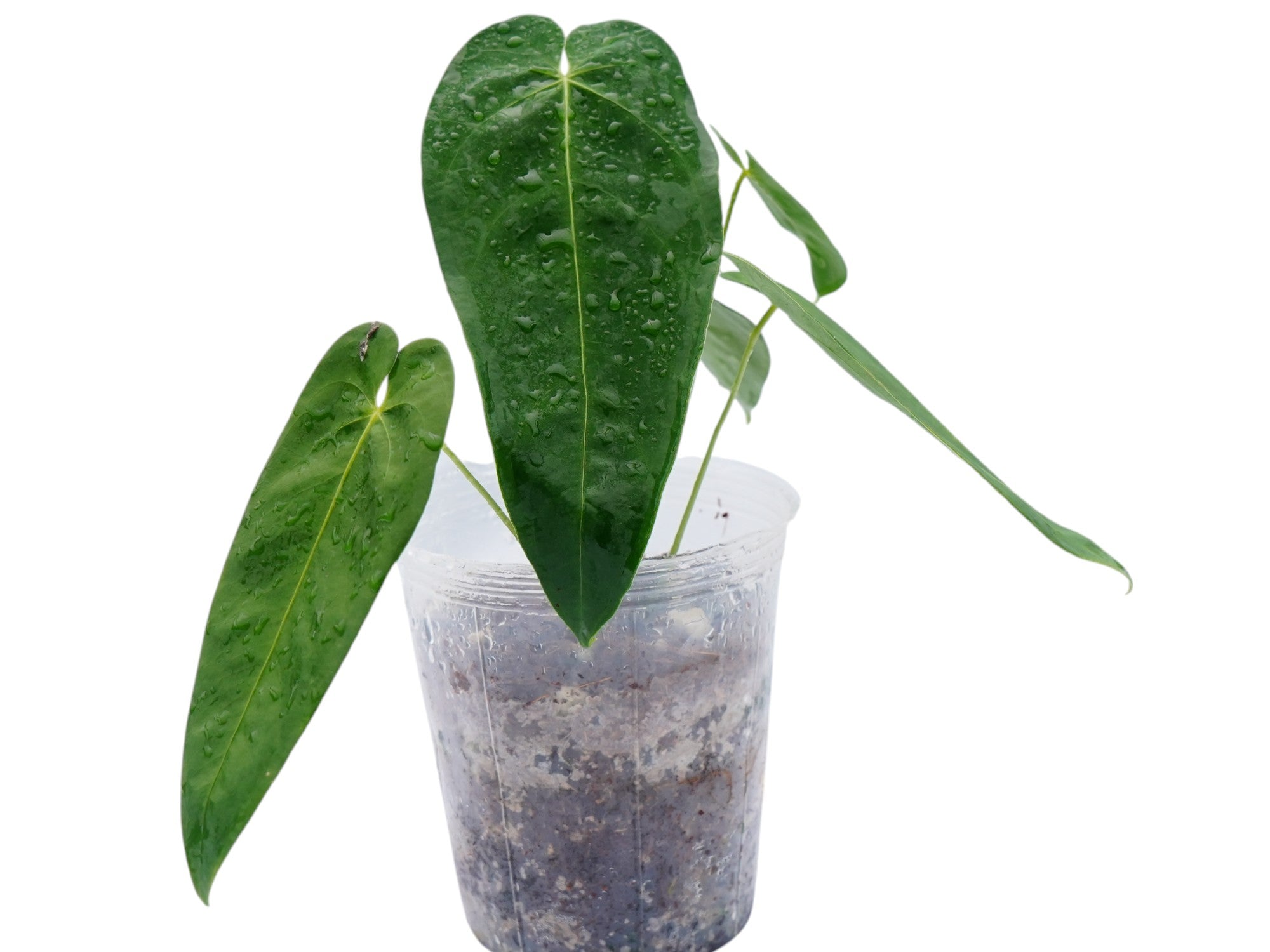 anthurium queremalense for sale Anthurium queremalense (medium)