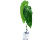 anthurium queremalense Anthurium queremalense — Ecuagenera Orquídeas del Ecuador