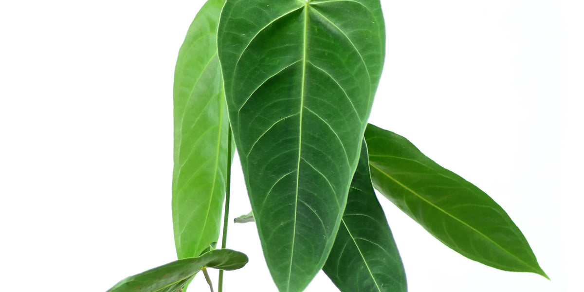 Anthurium queremalense — Ecuagenera Orquídeas del Ecuador