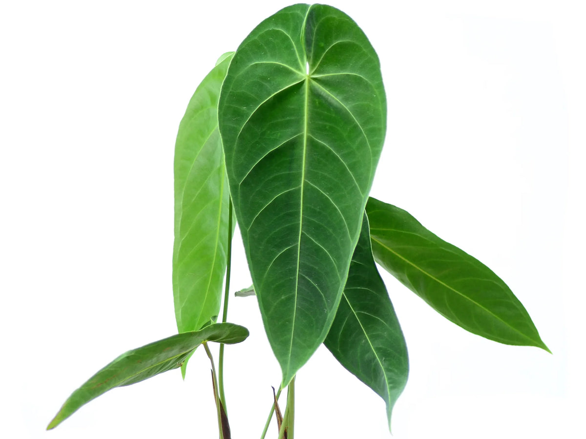 anthurium queremalense Anthurium queremalense — Ecuagenera Orquídeas del Ecuador