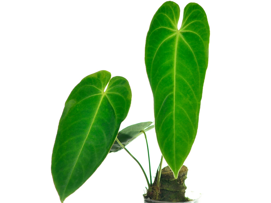 Anthurium queremalense