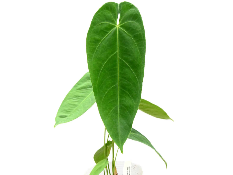 Anthurium queremalense (seedling)