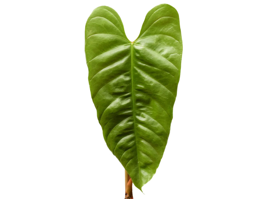 Anthurium recavum