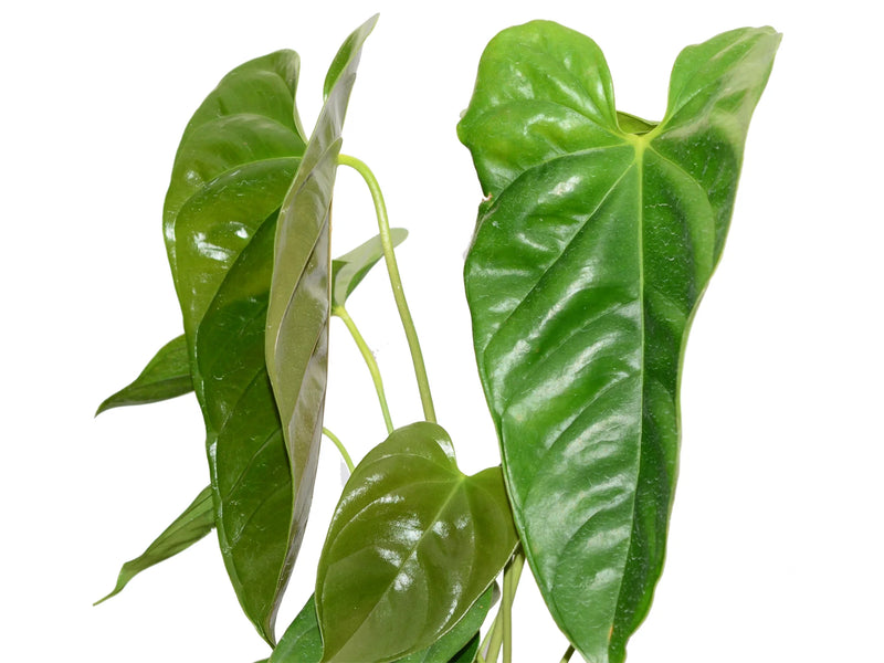 anthurium recavum Anthurium recavum