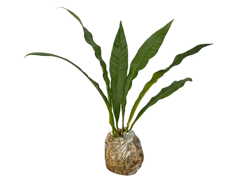 Anthurium reflexinervium aff