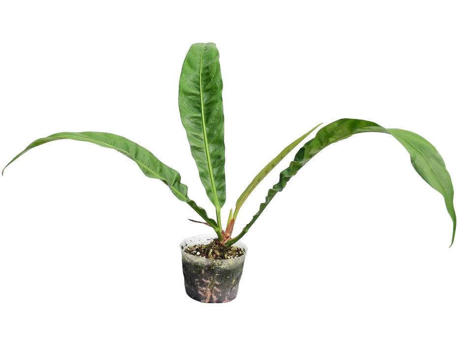 Anthurium reflexinervium aff